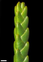 Veronica tetragona subsp. tetragona. Branchlet. Scale = 1 mm.
 Image: W.M. Malcolm © Te Papa CC-BY-NC 3.0 NZ